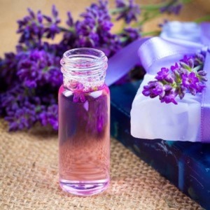 [대용량 EO 벌크] 라벤더 불가리아 / 불가리안 EO (1kg) (Lavender Essential Oil)